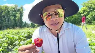 Trải Nghiệm New Zealand và kiếm tiền khi du lịch # đi Hái Blueberry và Strawberry, Cherry 