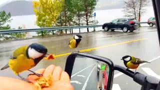 Handfeeding pretty little birds | Great tit