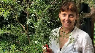 Harvesting and tip pruning lemon scented tea tree, Part 4 of Bush Tucker Gardening