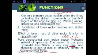 Motor tract (pyramid system)