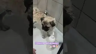 #собака #забавные #животные #собаки #pug #мопс #мопсик