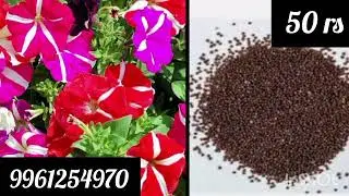 Petunia Mixed Seeds Only 50 rs ❤️Limited Stock