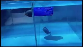 Mercado morelos  llegaron peces marinos😱😱😱