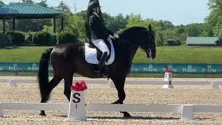 Fourth Level test 3 %73.472.  Lusitano stallion Legendario dos Diamante