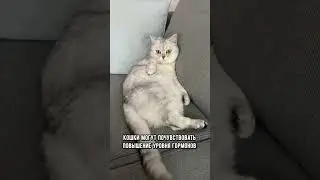 Чувствует ли кошка беременность 🤰 #кот #коты #shorts