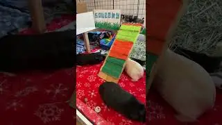 How to Approach, Pick Up, and Bond with Your Guinea Pig