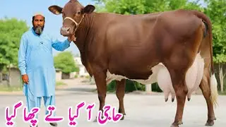 Heavy Milking Red Friesian & Jersey Cows 🔥 | Best Dairy Cows for Sale | PK Janwar Mandi