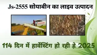 Js-2555 soyabean live harvesting 2025,js-2555 सोयाबीन कि लाइव हार्वेस्टिंग 2025,js-2555