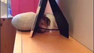 Hamster scent marking