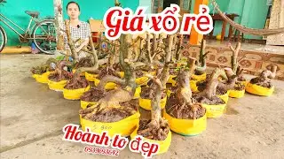 18/1 chị Nhí 0939693642 phôi mai bonsai đẹp hoành to giá xổ rẻ|MaivàngThanhTâm