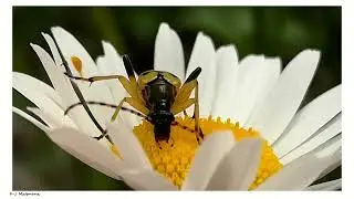230705 Fl&auml;ckig blombock