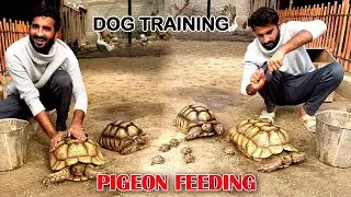 Village Life Vlog | Dog Training, Turtle Cleaning, Pigeon Feeding | Village in the City |