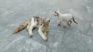  Orphan Kittens Running Around Like Crazy! 🐾😺