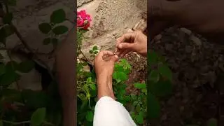 best method of Rose 🌹 grafting #rosegrowthing #successfulrosepotting