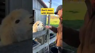 Don't mess with Alpaca #nature #animals