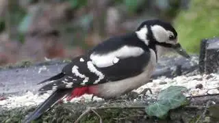 Great Spotted Woodpecker at the feeding station ; Buntspecht am Futterplatz ; Ciocănitoarea mare (F)