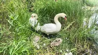 Christianshavn, Copenhagen, Denmark. #swan #swans 