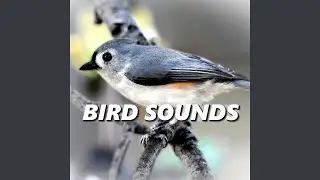 Dreamy Garden Bird Sounds
