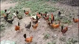Green Feather Farm / Organic Feed #organicfarming #poltryfarm #pihaniazadari #pihani #hardoi 