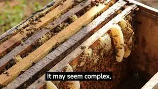 Introduction to Honeybeekeeping - Unlock the World of Honeybeekeeping - A Beginner's Guide