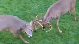 Buck Fight | Whitetail Deer go at it