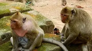 Why Mom Merry Monkey Is Not Kind To Share Fruit To Her Baby Maci?