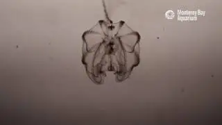 Comb jellies are extraordinary&mdash;from embryo to exhibit!