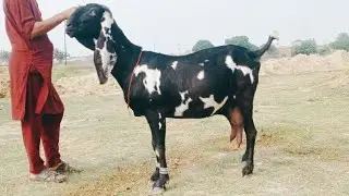 Mashallah beetle bakaria03126531165 Altaf goat Farm 