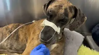 CRITICAL🚨Pneumonia And Collapsed Lung Steal Pup&rsquo;s Breath As Threat Of Deadly Sepsis Looms