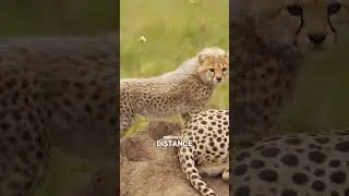 Почему львы боятся детенышей гепарда? 🐆😱🦁