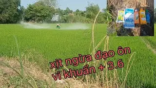 phun thuốc giai đoạn 49 ngày 3.6 đạo ôn vi khuẩn lúa 5451 vụ đông xuân 