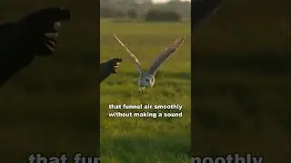 Owl | The Silent Assassin