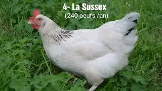 AGEL GUINEE Elevage des poules pondeuses