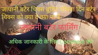 how to start quail farming | बटेर पालन कैसे शुरू करें #poultry #farming  @harishdhiwar13