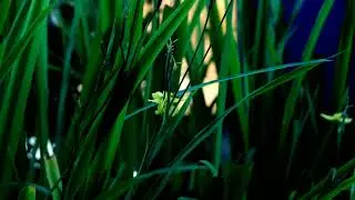 Piano Music for a Calm Night #NightPiano #CalmNights #PeacefulEvening #RelaxBeforeSleep #SleepAid