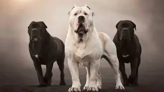 5 Powerful Dogs Worldwide