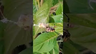 Spider vs Grasshopper