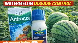 nter Call Memento Energy Drink Review 🔥 Tarbuj Se Banne Wali Energy ka S