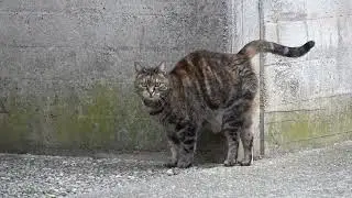 Gatti