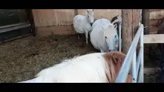 Ponyhof-Campingplatz Zwergen 