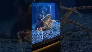 Tennessee Aquarium in Chattanooga | Family Fun!