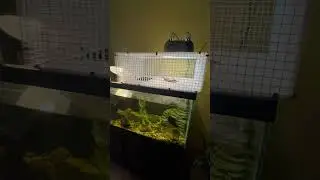 Лучший террариум для расписной черепахи?