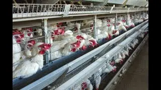 How to  make your  poultry  layers  Chicken  lay eggs daily & Jumbo size eggs - step by Guide