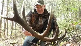 Huge!! Red Stag Antler find. Shed hunting, Zrzuty 2021