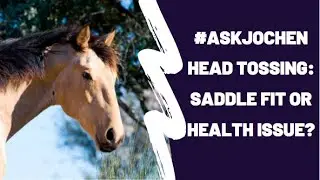 Head Tossing: Saddle Fit Issue? | #ASKJochen Livestream Q&A Excerpt