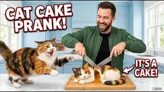 Watch Live: Calico Cat Meets Her Cake Twin 😺🎂 #CalicoCat #LiveCats #Viral
