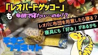 【レオパ】レオパ達は布団で寝たかった…のか！？【爬虫類】