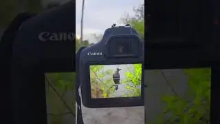 CANON EOS 1500D | 55-250mm lens | #shortvideo #photoshoot #viral #shorts #canon1500d #viralvideo