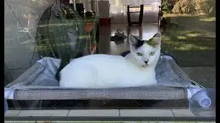 Calming Music for Cats | Window Mounted Cat Bed