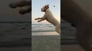 my dog loves tennis balls #animals #viral #dog #shorts #goldendoodle